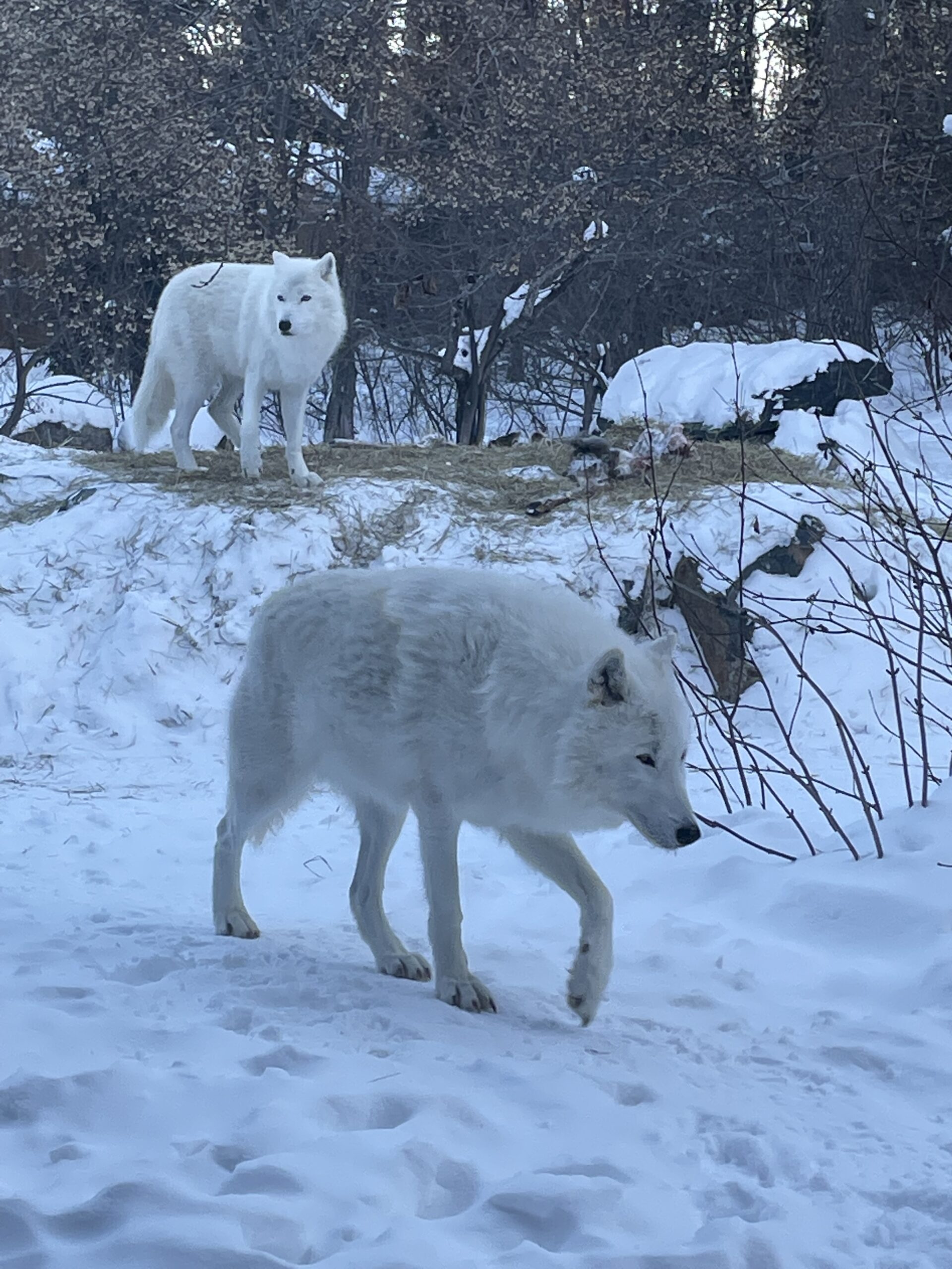 Wolf Ambassadors