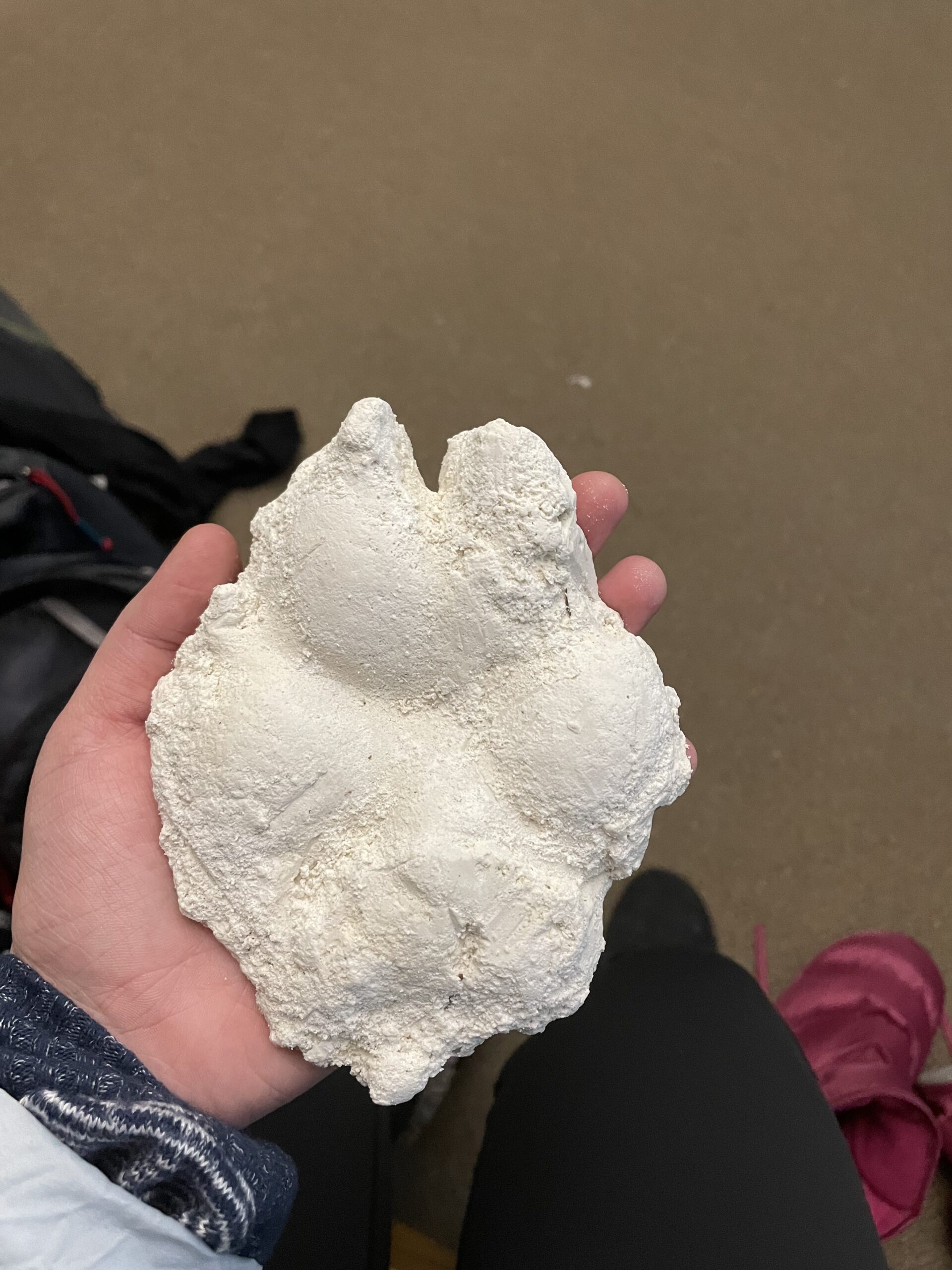 Wolf Track Plaster Mold